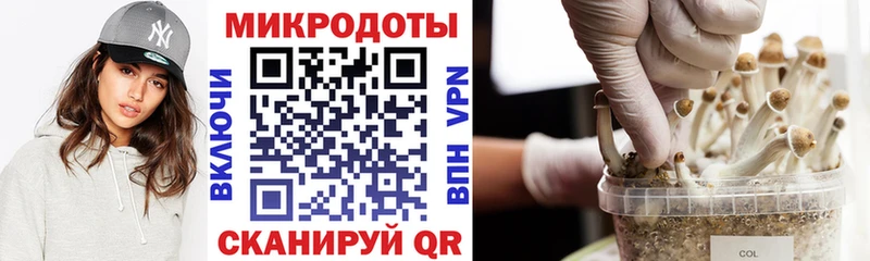 Галлюциногенные грибы Psilocybe  где купить   Шахунья 